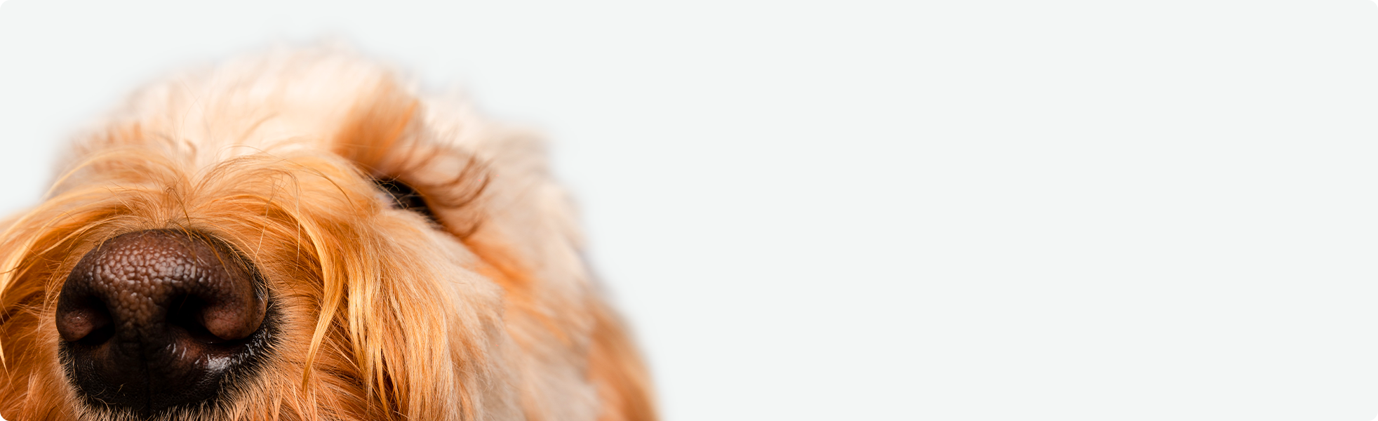 Pet Quiz CTA